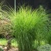 Maiden Grass 'Gracillimus' - Image 3
